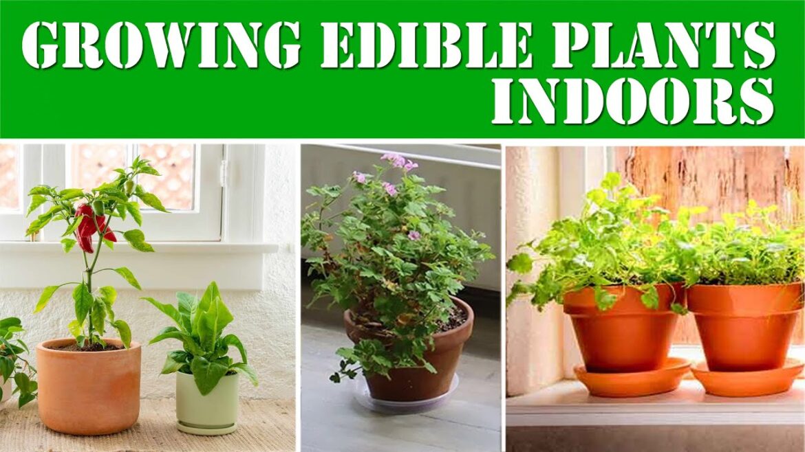 Growing Edible Plants Indoors: A Guide to Indoor Gardening