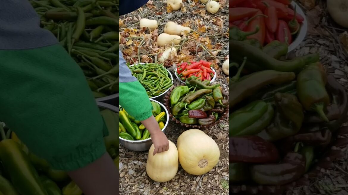 Last Harvest 🌶🍁🍂#gardening #vegetables #nature #grow