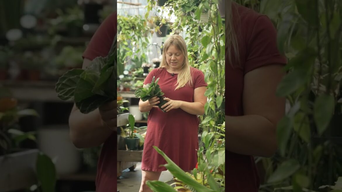 Ask A Gardener: Houseplants Ask A Gardener: Houseplants