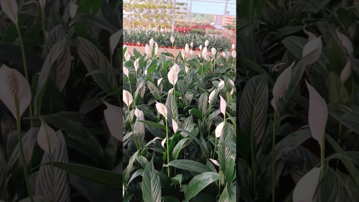 peace Lily #gardening #nurserylive #gardendesign #flower #nursery #plantnursery #garden #garden