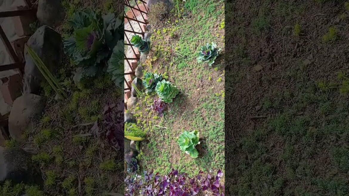 Achieve inner peace and stress relief with these flower gardening tips at home Ep 77 #diy #craft Achieve inner peace and stress relief with these flower gardening tips at home Ep 77 #diy #craft