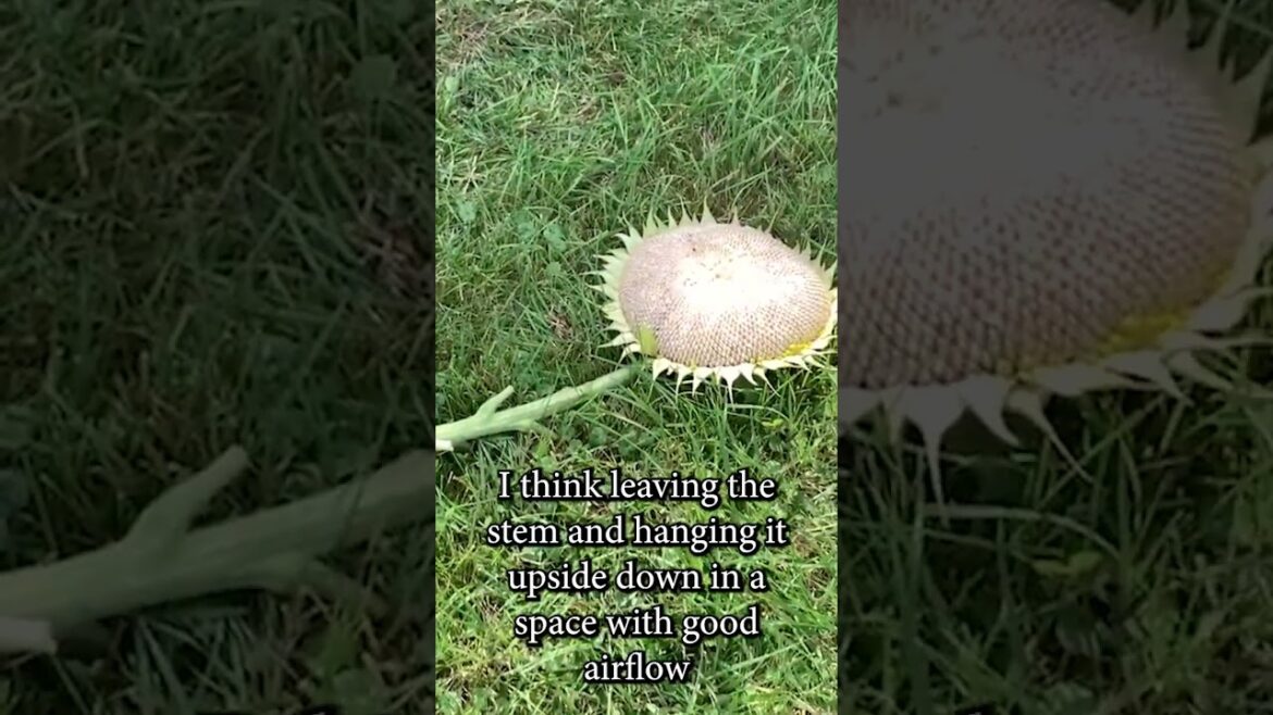 Sunflower harvest begins! #shorts  #gardening #sunflower #permaculture