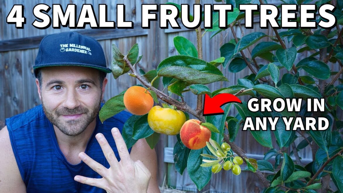 4 AMAZING Fruit Trees People With SMALL YARDS Can Grow! 4 AMAZING Fruit Trees People With SMALL YARDS Can Grow!