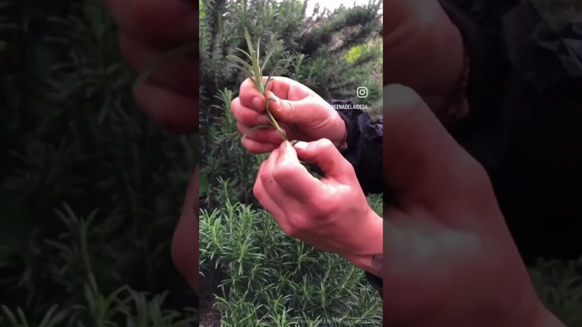 Herb cuttings might just be the cheapest way to expand your vegetable garden Herb cuttings might just be the cheapest way to expand your vegetable garden