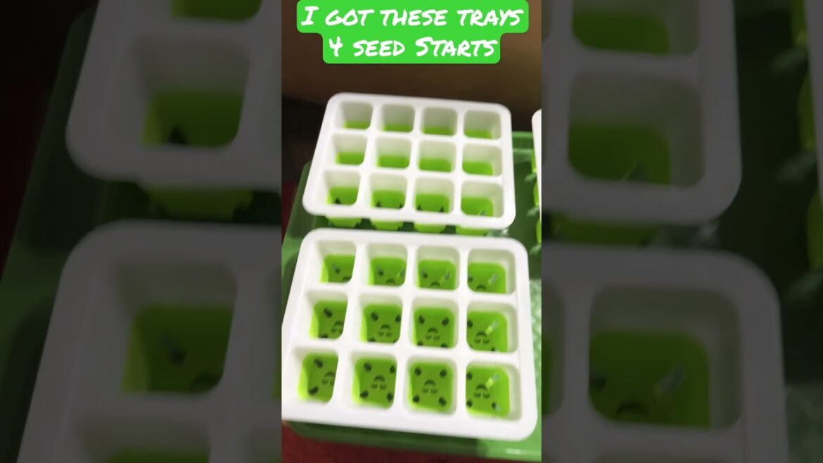 I Keep Buying Stuff || Zone 7B || Gardening || Short #44 || Steffanie’s Journey