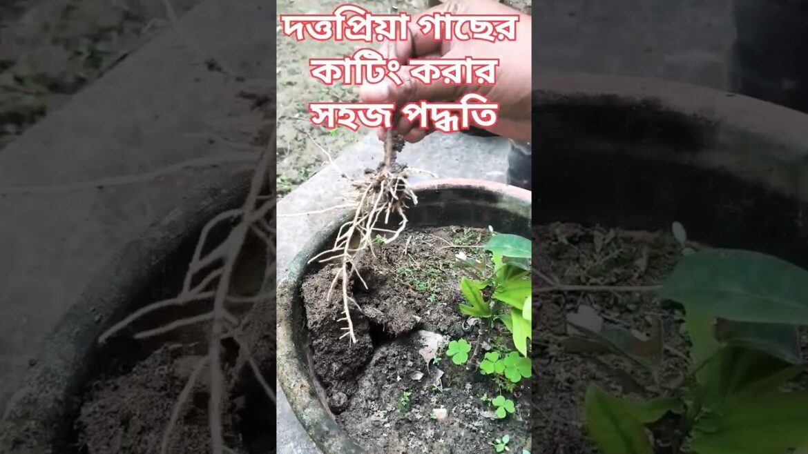 Gardening Tips #117 | #gardeningtips #shortsfeed #shortfeed #cutting