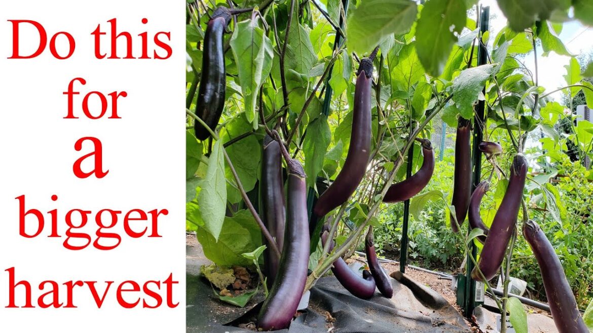 Do this for a bigger harvest | Front yard edible garden : Eggplant