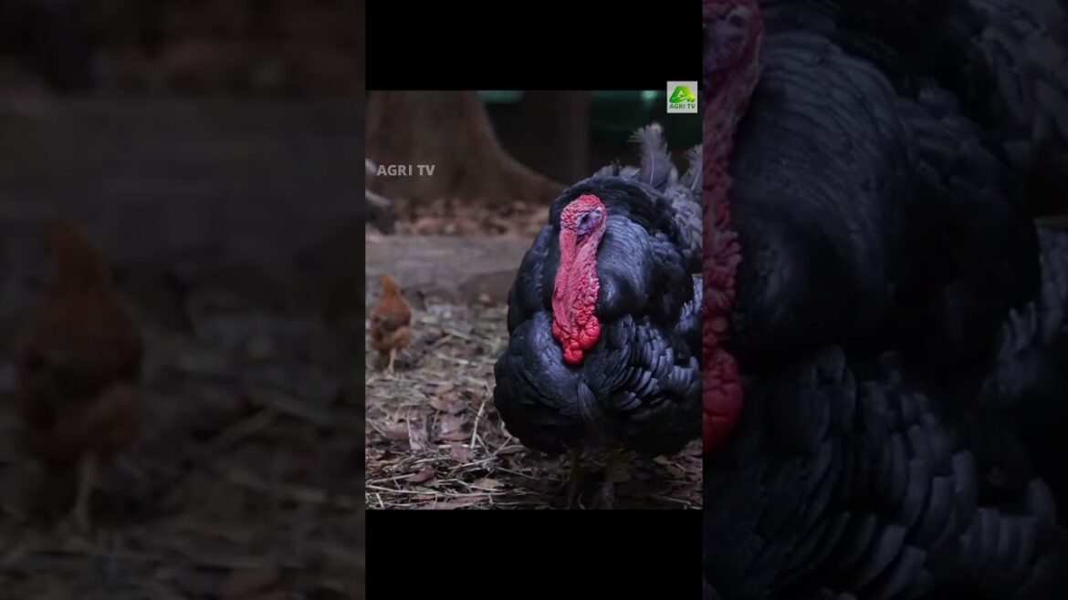 പെൺകരുത്ത്! കൃഷി, ബിസിനസ്, നൃത്തം, സംഗീതം അങ്ങനെ എല്ലാ മേഖലയിലും  കഴിവ് തെളിയിച്ച് ശാന്തി ചേച്ചി