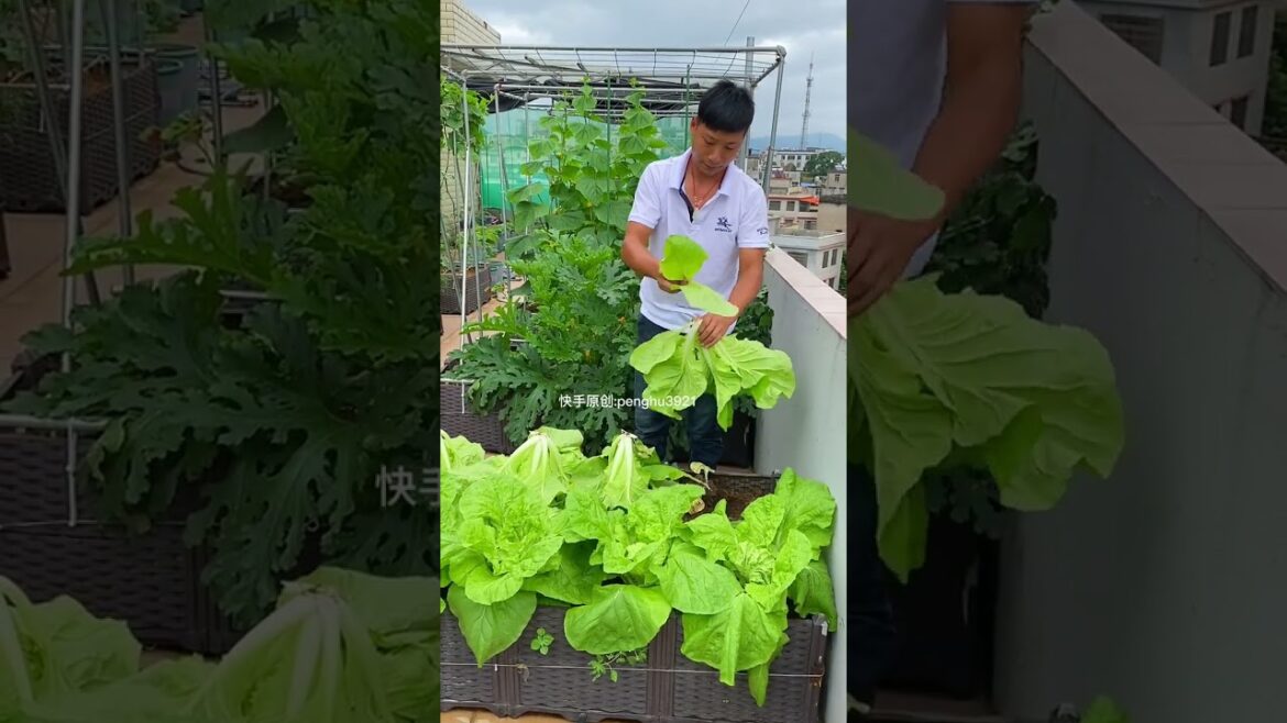 how to growing garden at home by MeiMei #shorts #garden how to growing garden at home by MeiMei #shorts #garden