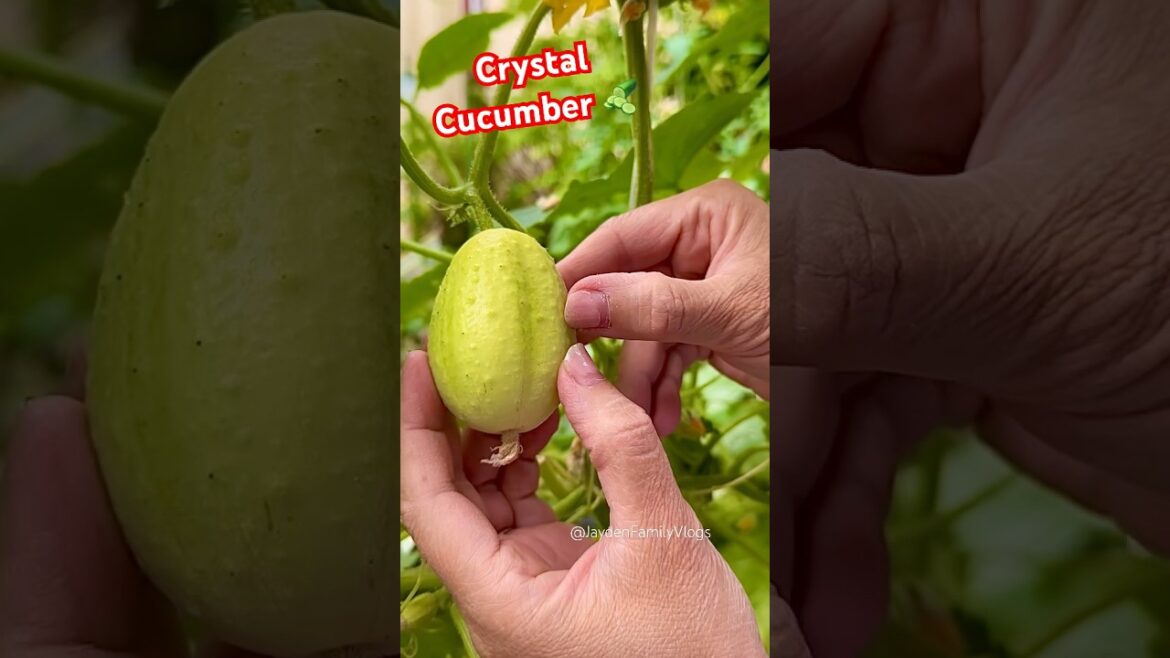 Let’s try Cucumber : Crystal Apple 🥒😱 #satisfying #shorts #harvest #enjoy Let’s try Cucumber : Crystal Apple 🥒😱 #satisfying #shorts #harvest #enjoy