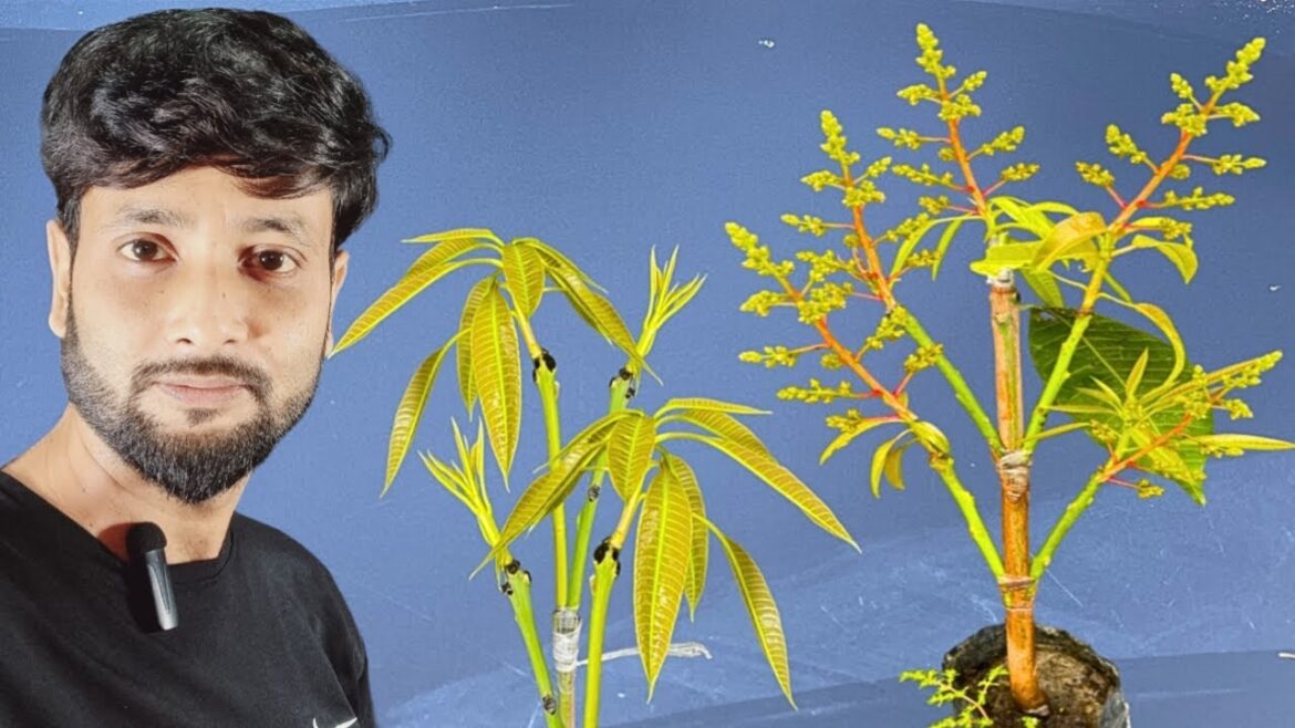 Double Grafting On One Mango Tree