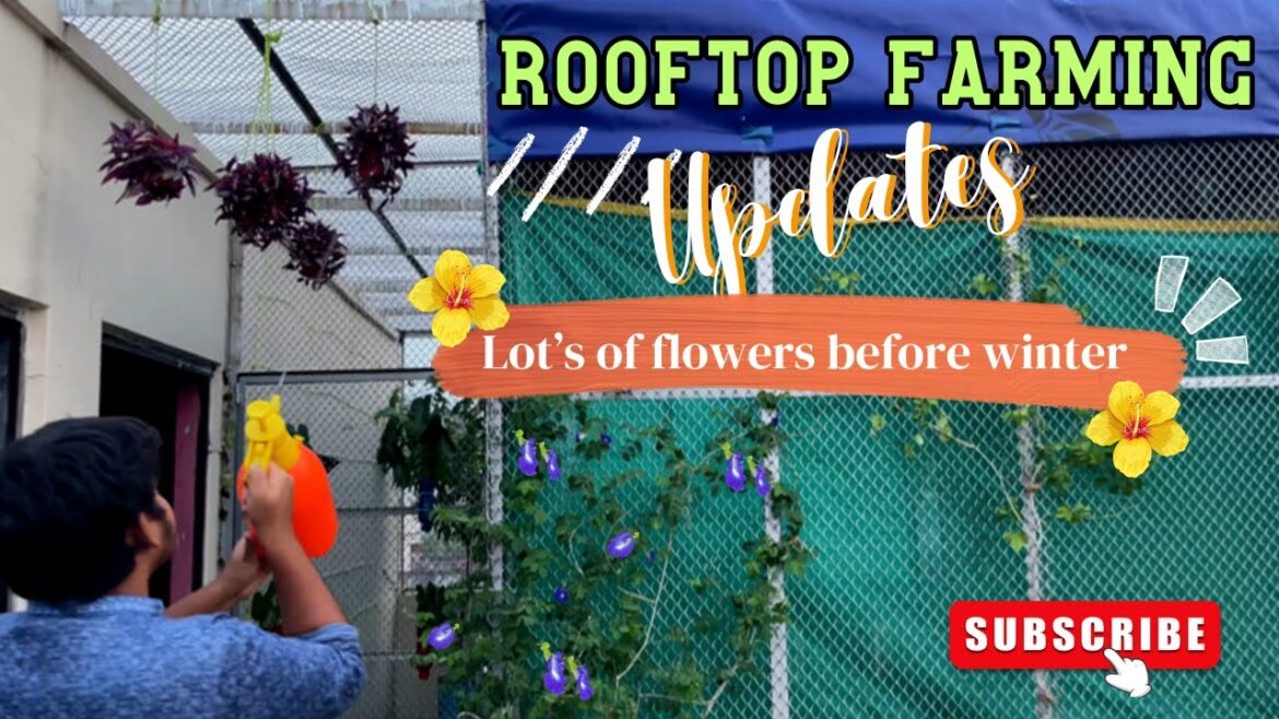 শীত আসার আগেই ছাদবাগানে অনেক ফুলের সমারোহ | There are lot’s of flowers in the roof garden শীত আসার আগেই ছাদবাগানে অনেক ফুলের সমারোহ | There are lot's of flowers in the roof garden