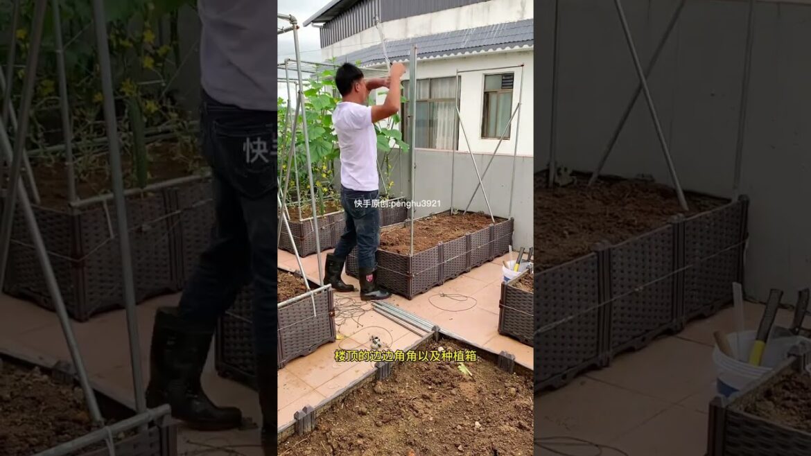 how to growing garden at home by MeiMei #shorts #garden how to growing garden at home by MeiMei #shorts #garden