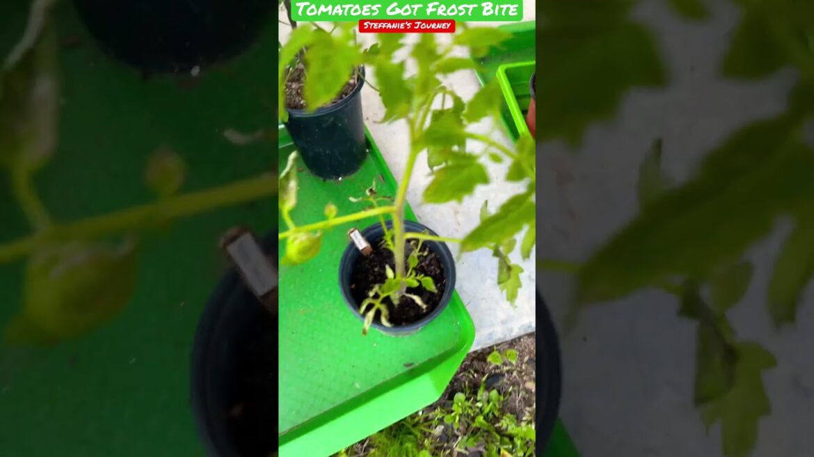 Tomatoes Got Frost Bite || Zone 7B || Gardening || Shorts #58 || Steffanie’s Journey Tomatoes Got Frost Bite || Zone 7B || Gardening || Shorts #58 || Steffanie’s Journey