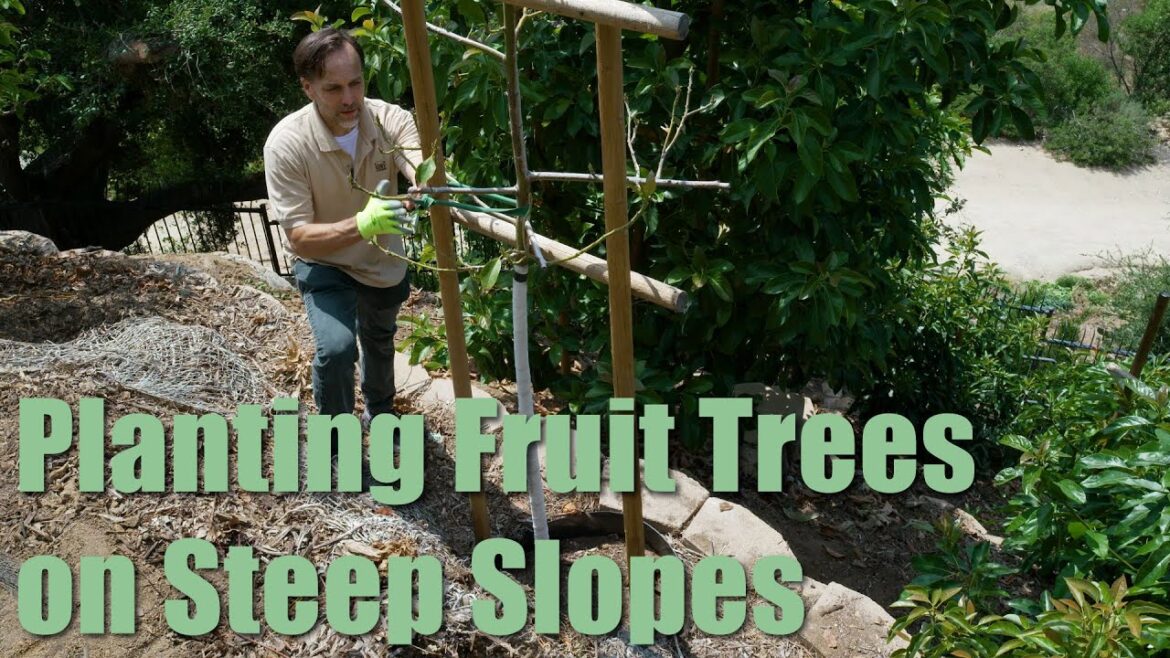Backyard Slope Ideas for Growing Trees: Dirt Locker® Sloped Landscape Solution for all Tree Types
