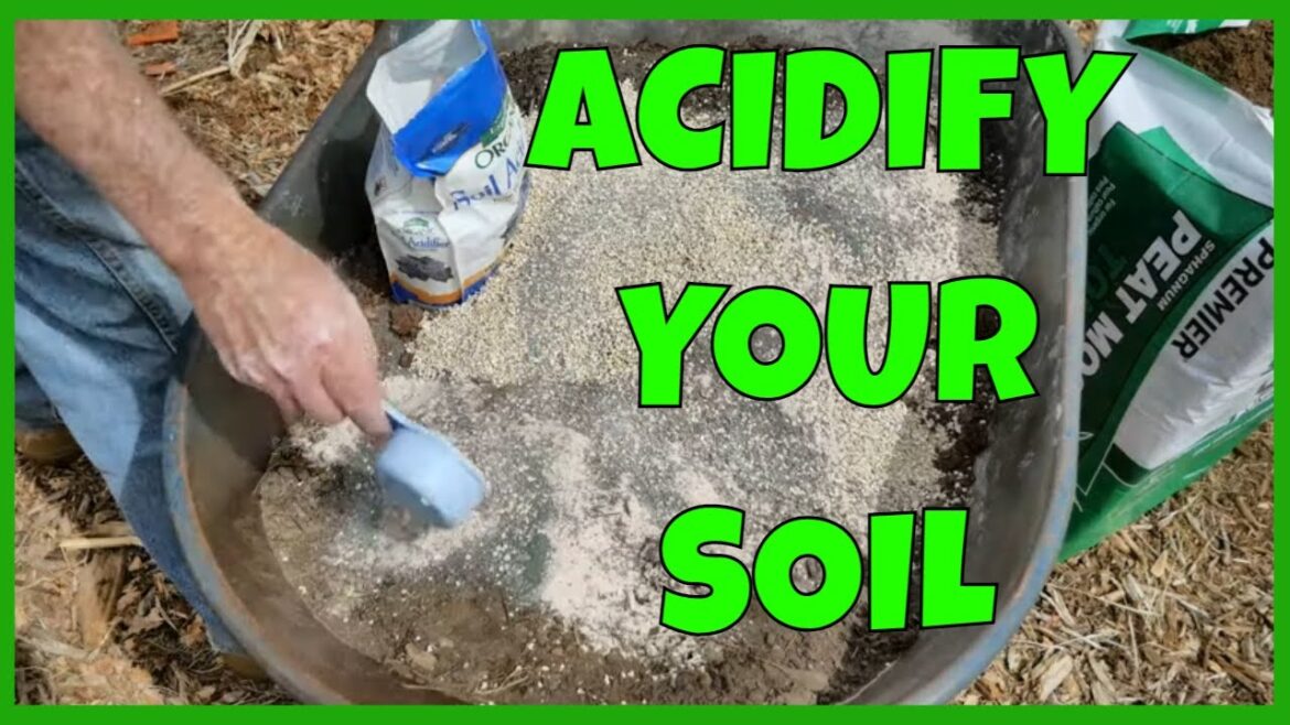 How to Make Blueberry Soil How to Make Blueberry Soil