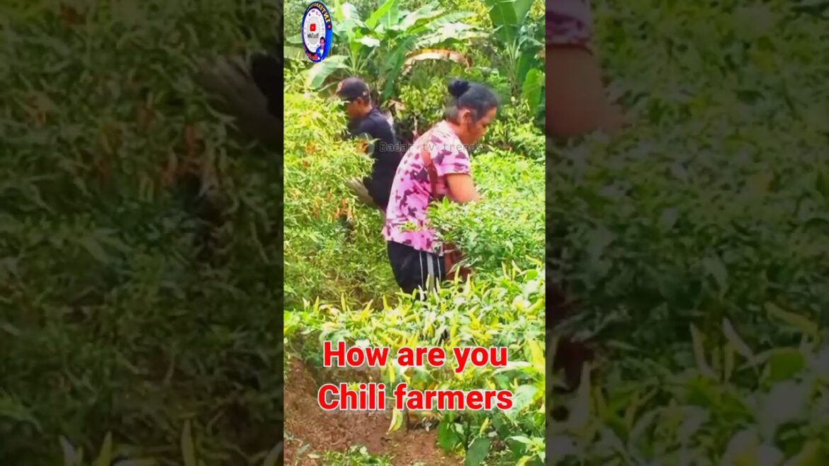 Moment harga cabai semakin pedas #shortsviral