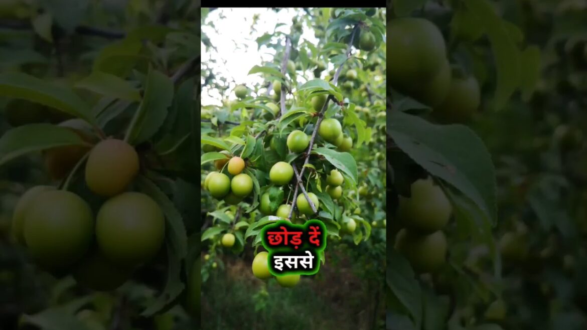 Unlock the Secrets of DIY Vegetable Gardening