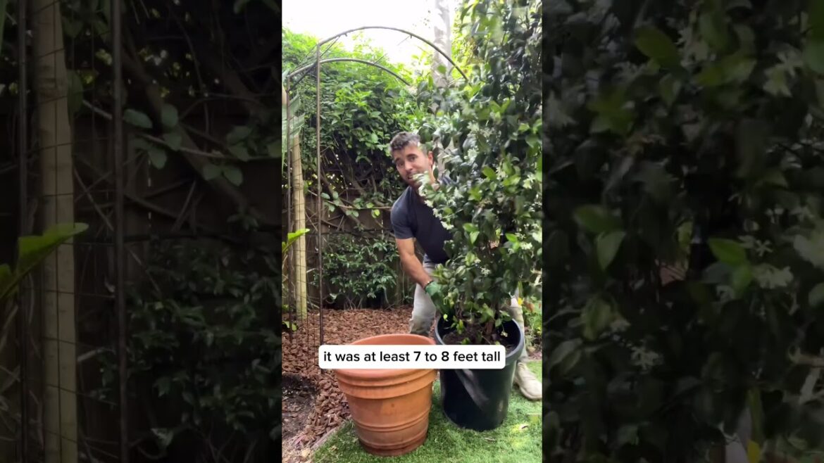 Designing a Flowering Jasmine Garden with Farmer Nick Designing a Flowering Jasmine Garden with Farmer Nick