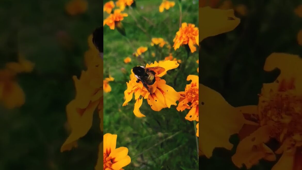 Tataiya #insects #gardening #nature Tataiya #insects #gardening #nature