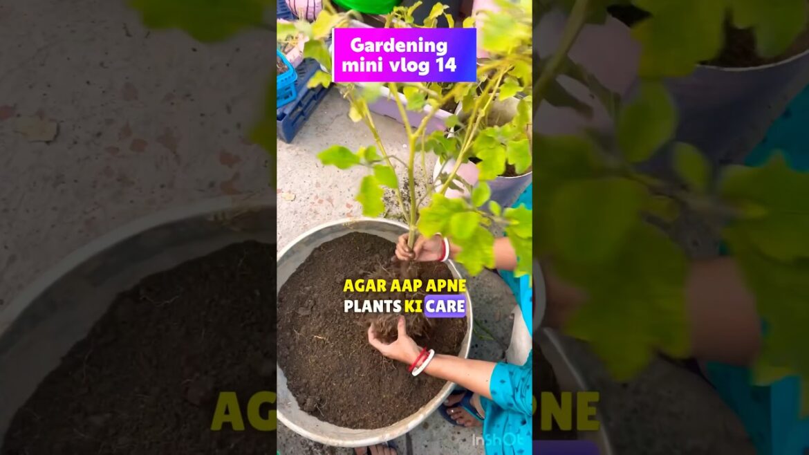 Protecting Your Garden from Nematode Damage #shortsfeed Protecting Your Garden from Nematode Damage #shortsfeed