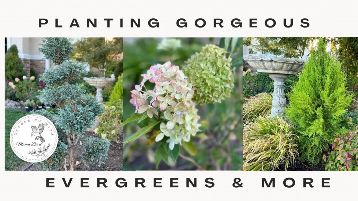 Still planting in the warm, Fall California weather. 🍁🌲 #evergreen #landscape  #garden design ideas