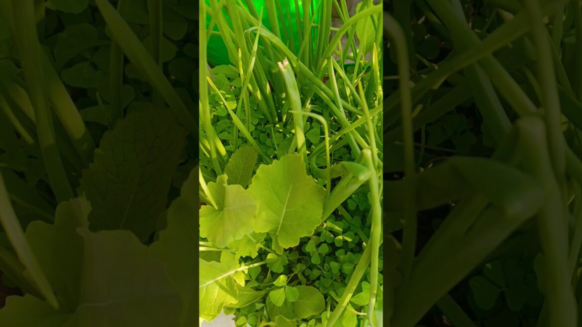 winter vegetable gardening#shots #short #wintervegetable #ytviralvideo