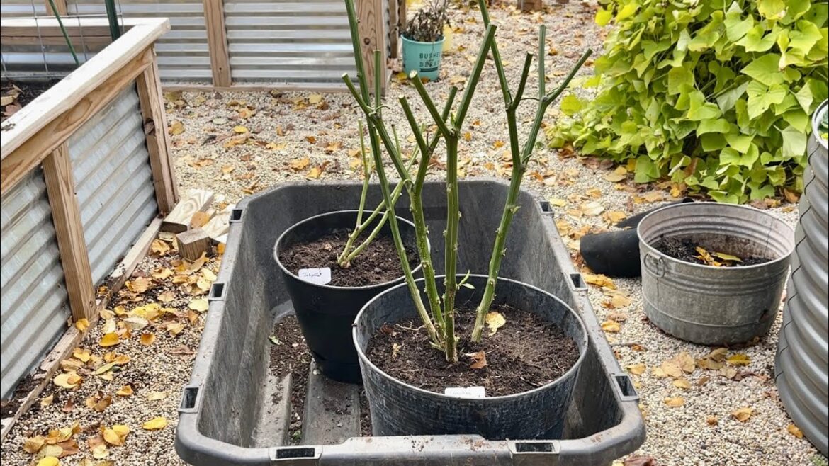 How to Overwinter Pepper Plants and Winterizing Berry Bushes // Bog Life #garden #gardening