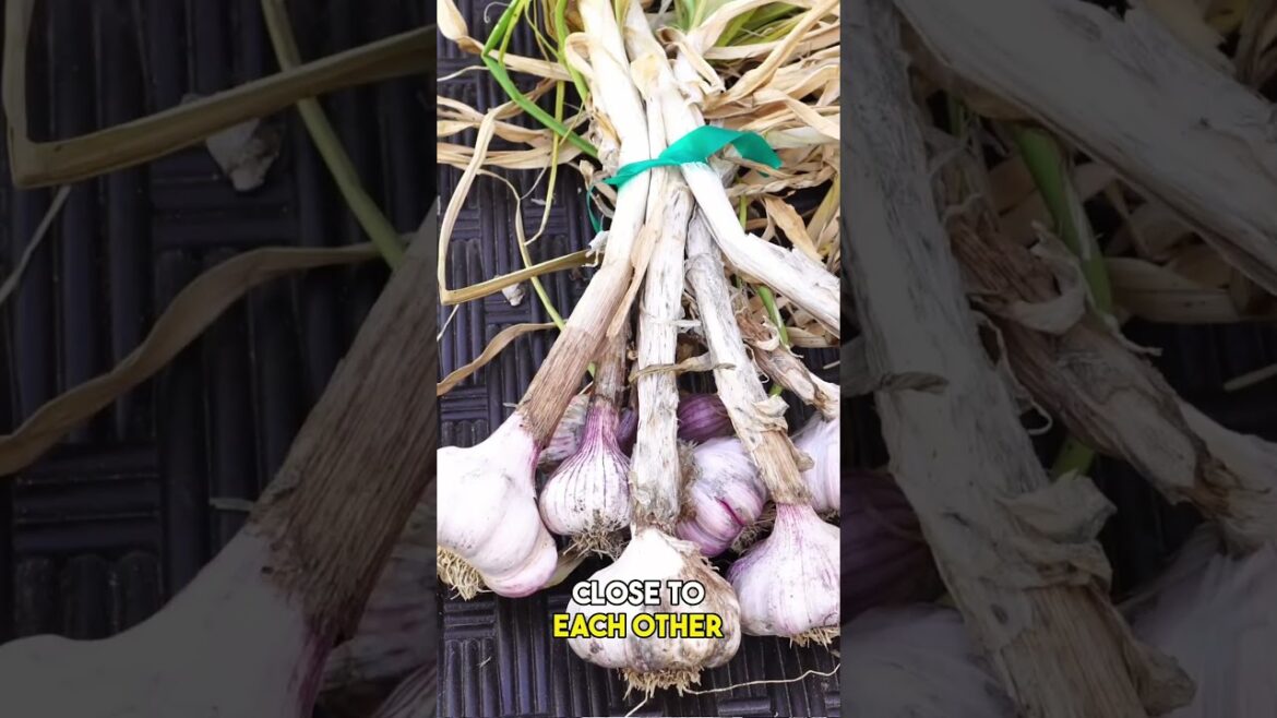 Container Garlic Mastery: Grow Flavorful Bulbs at Home! | #Shorts