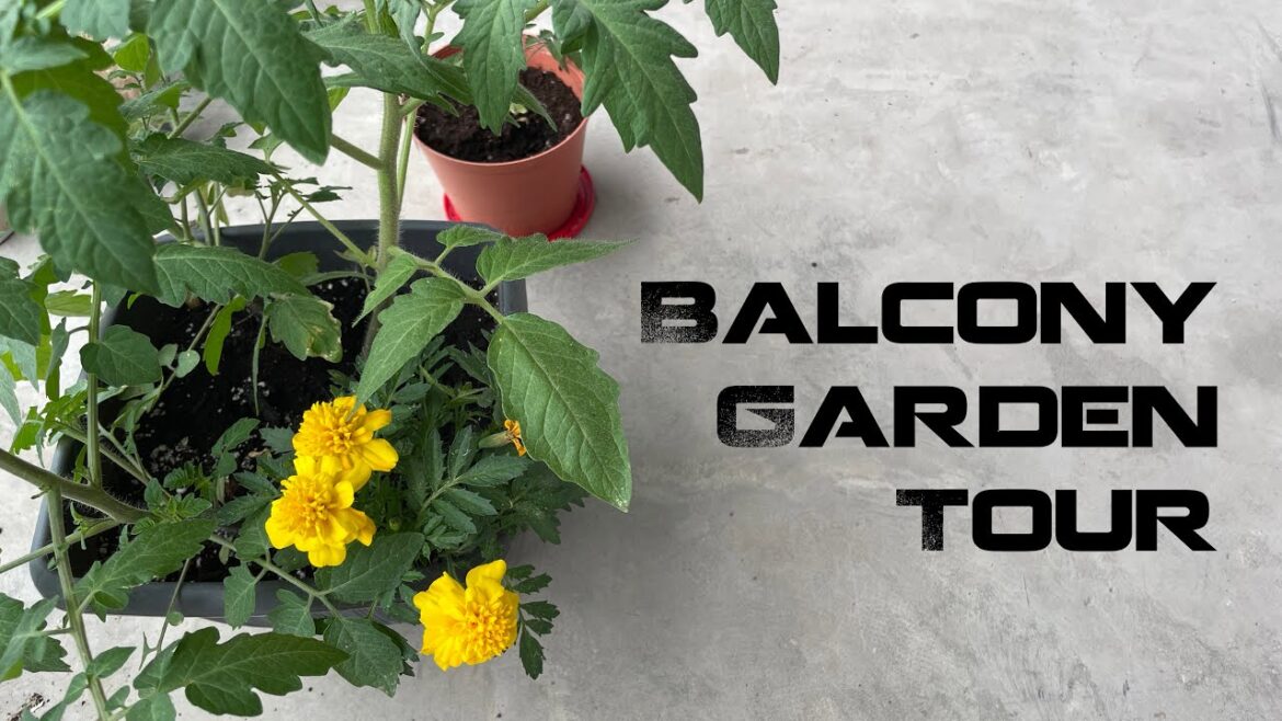 Balcony Container Garden Tour Balcony Container Garden Tour