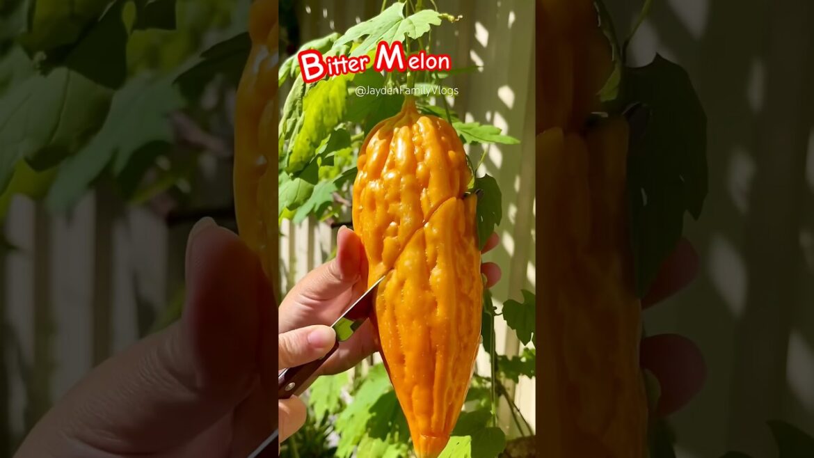 Orange Bitter Melon 🍈😱😱 #shortsvideo  #satisfying #fruitcutting