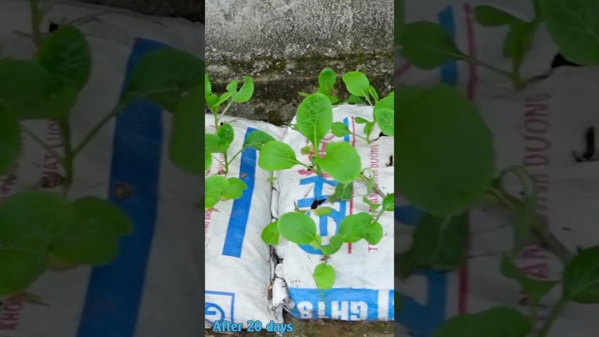 Unique with a clean vegetable garden grown on discarded sack of Farmer brother