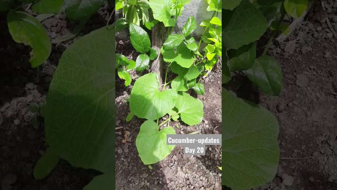 Cucumber plant – Growth update Day 20 |Gardening tips Cucumber plant - Growth update Day 20 |Gardening tips