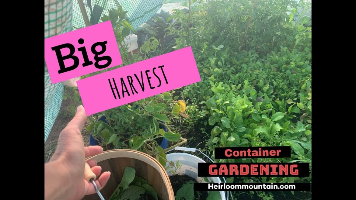 Get the Maximum Yield From Your Container Garden Get the Maximum Yield From Your Container Garden