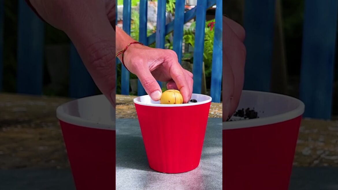 Window Sill Gardening: Growing Pineapple, Garlic, and Avocado from Seed to Plate #shorts
