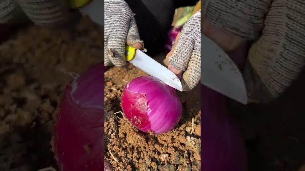 My gardening tips vlog at home/ happiness life at country side #garden #shorts My gardening tips vlog at home/ happiness life at country side #garden #shorts