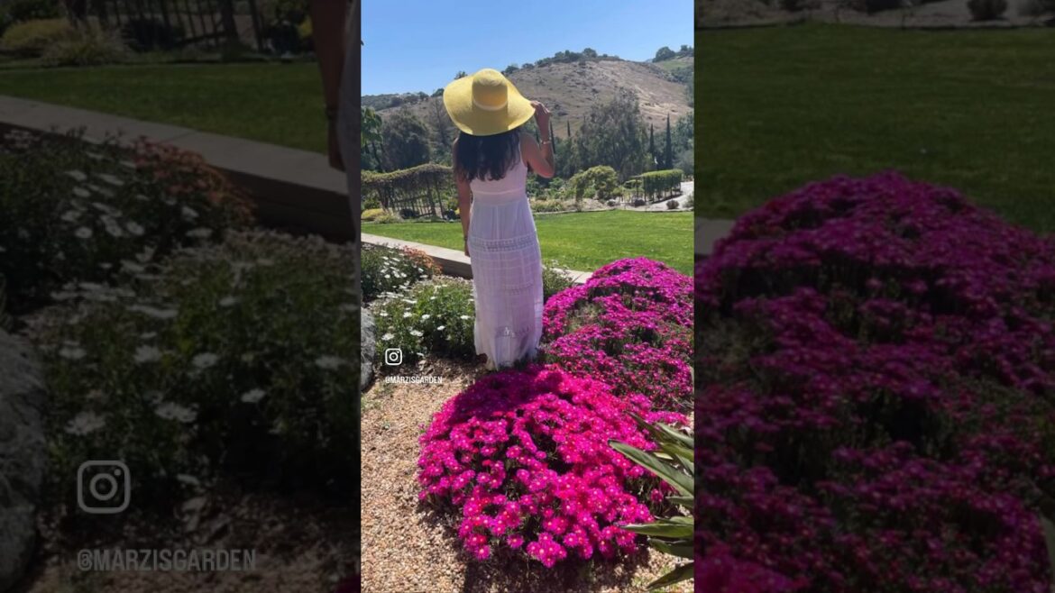 The trailing ice plants blooming now @Marzi’s Garden