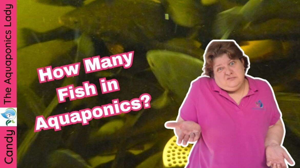 How Many Fish Can You Have In Aquaponics System (Edible Fish) Broken Down How Many Fish Can You Have In Aquaponics System (Edible Fish) Broken Down