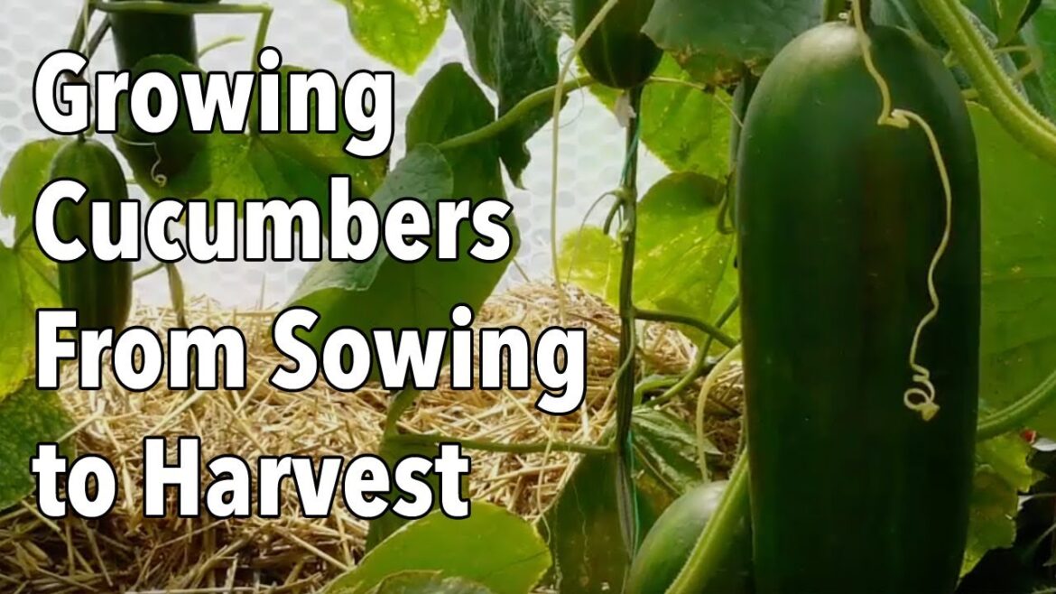 Growing Cucumbers From Sowing to Harvest Growing Cucumbers From Sowing to Harvest