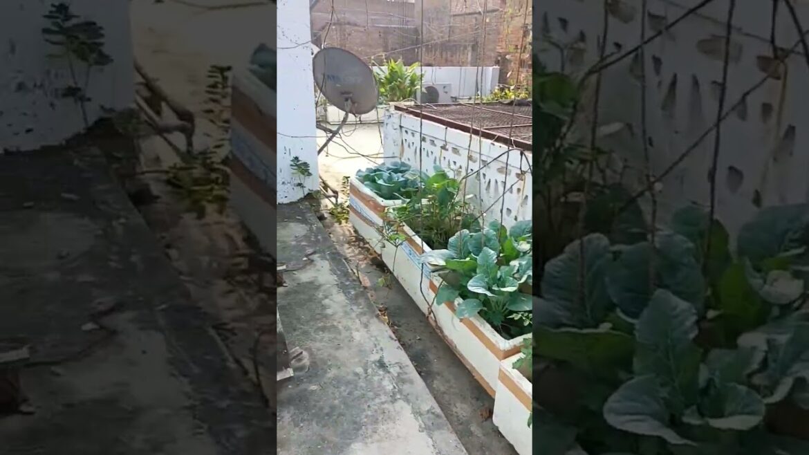 gardening by waste material pots on terrace #shorts #garden #viral
