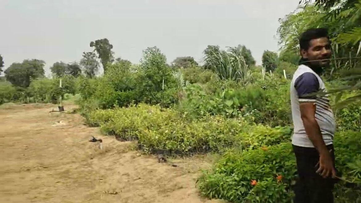The Ultimate Nursery | Sirohi Rajasthan The Ultimate Nursery | Sirohi Rajasthan
