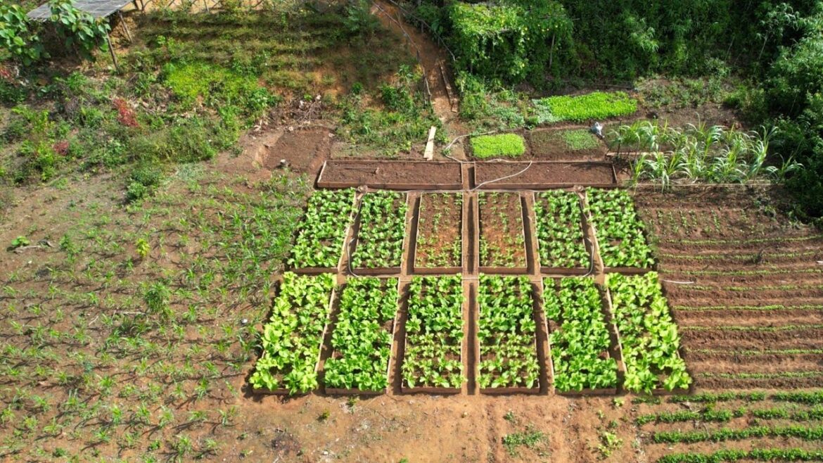 100 Days Harvest fruit, Cooking, Gardening, Grow vegetable, Farm