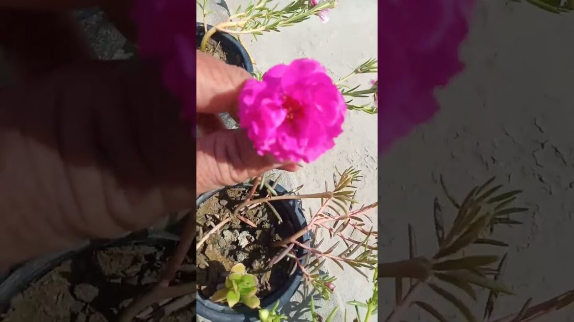 Quick and Effective: Container Gardening Tips to Grow Moss Rose from Cuttings Quick and Effective: Container Gardening Tips to Grow Moss Rose from Cuttings