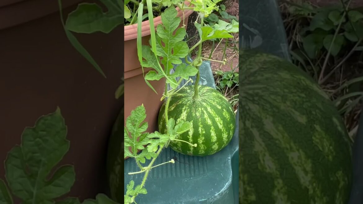 Summer Garden Delights! Mini Summer Garden Update Tour - #shorts