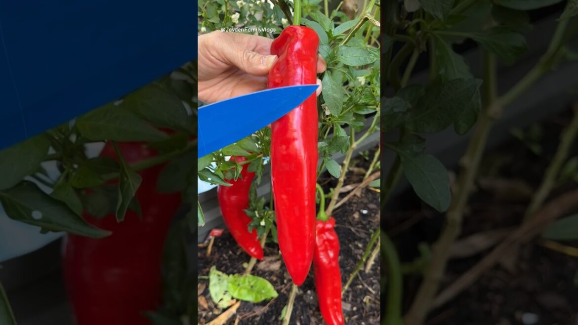 Sweet Chilli 🌶️😱 #shorts #satisfying #fruitcutting