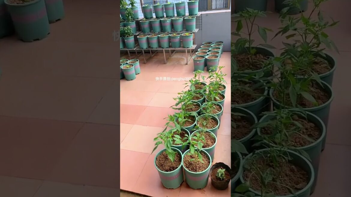 how to  gardening tips vlog at home/ happiness life #gardentips #short