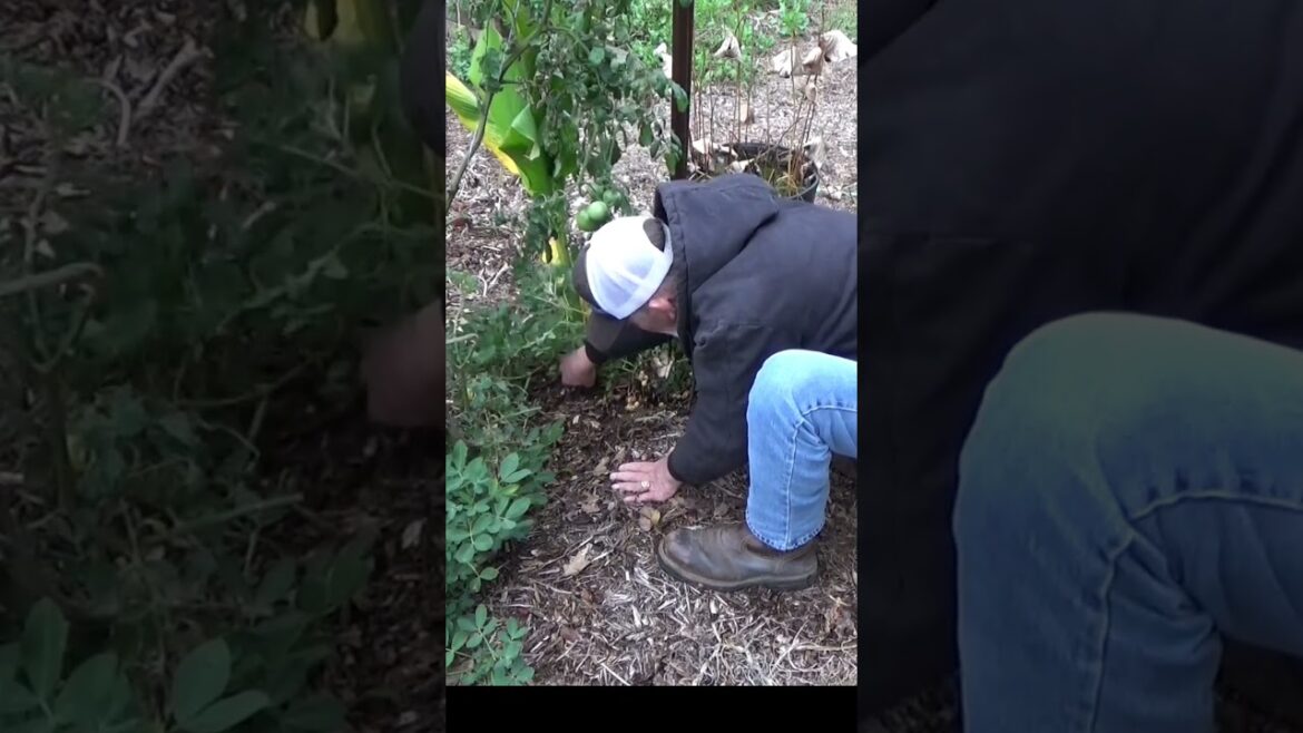 Peanut harvest begins before the freeze #garden #gardeningtips #mulch #peanuts Peanut harvest begins before the freeze #garden #gardeningtips #mulch #peanuts
