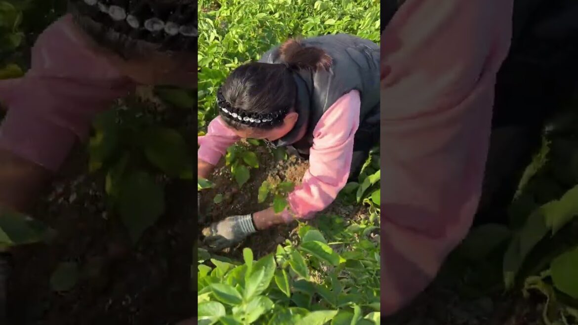 My gardening tips vlog at home/ happiness life at country side #garden #shorts My gardening tips vlog at home/ happiness life at country side #garden #shorts