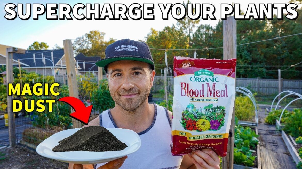 This MAGIC BLACK DUST Will Make Your Veggies Grow Like Weeds! This MAGIC BLACK DUST Will Make Your Veggies Grow Like Weeds!