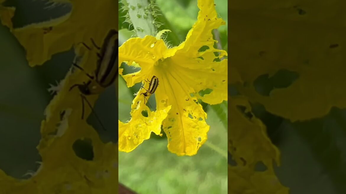 Summer Garden Delights! Mini Summer Garden Update Tour – #shorts Summer Garden Delights! Mini Summer Garden Update Tour - #shorts